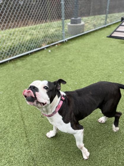 Betty Moo (in foster), a Adoptable mixed breed in Fishers, IN image 1/2