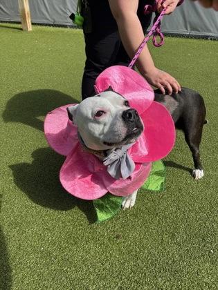 Betty Moo, Adoptable, Adult Female Pit Bull Terrier & Mixed Breed.
