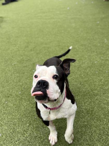 Betty Moo (in foster), a Adoptable mixed breed in Fishers, IN image 2/2