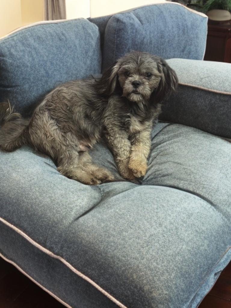 Jonathan, a ADOPTABLE Shih Tzu in San Antonio, TX image 5/5