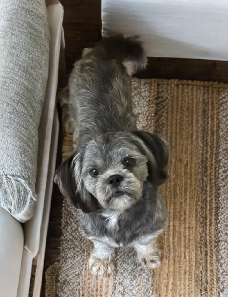Jonathan, a ADOPTABLE Shih Tzu in San Antonio, TX image 2/5