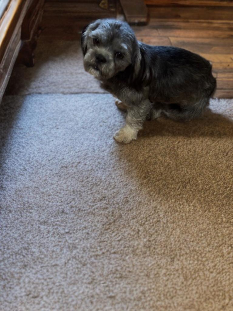 Jonathan, a ADOPTABLE Shih Tzu in San Antonio, TX image 4/5