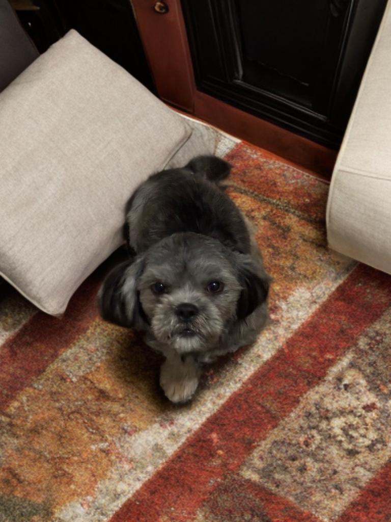 Jonathan, a ADOPTABLE Shih Tzu in San Antonio, TX image 3/5