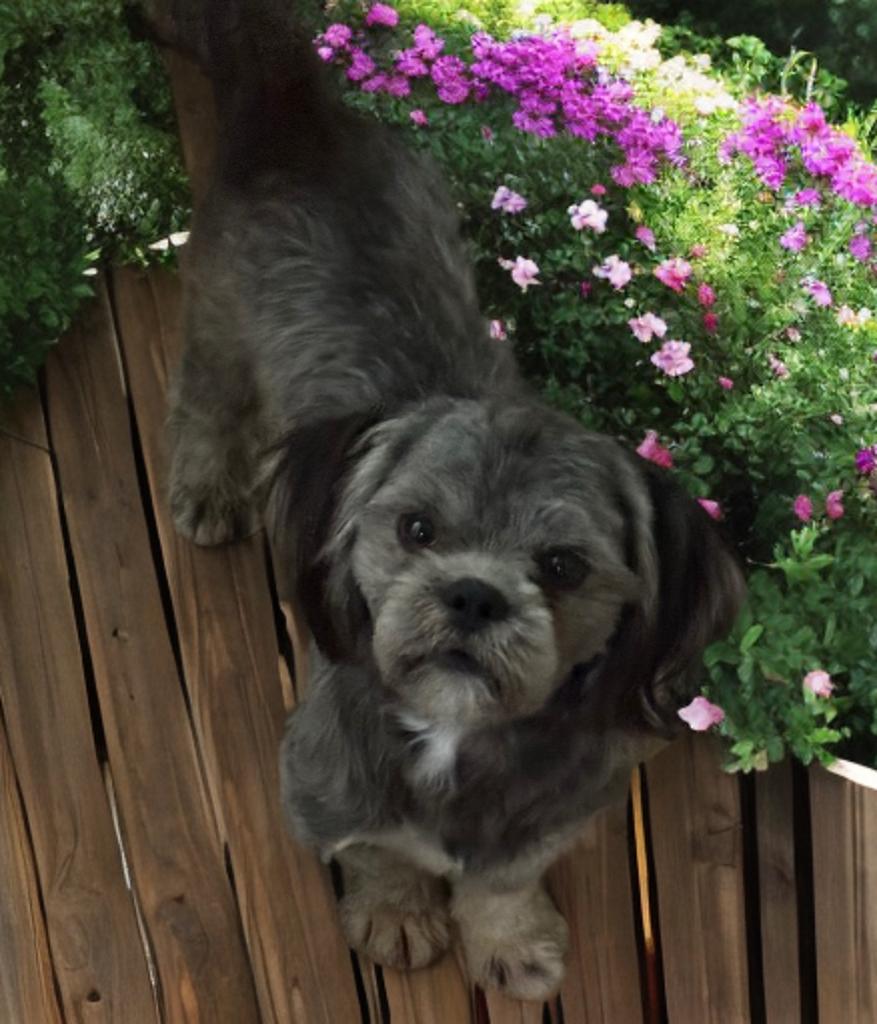 Jonathan, ADOPTABLE, Young Male Shih Tzu.