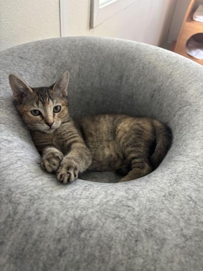 Pearl, ADOPTABLE, Kitten Female Domestic Short Hair.