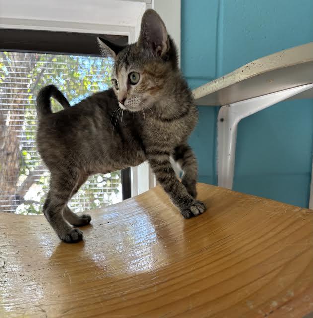 Enlarge Pearl, a ADOPTABLE Domestic Short Hair in Steamboat Springs, CO image 2/2