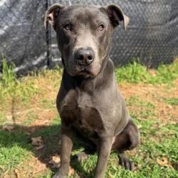 Enlarge Butch, a Adoptable mixed breed in Buchanan Dam, TX image 1/5