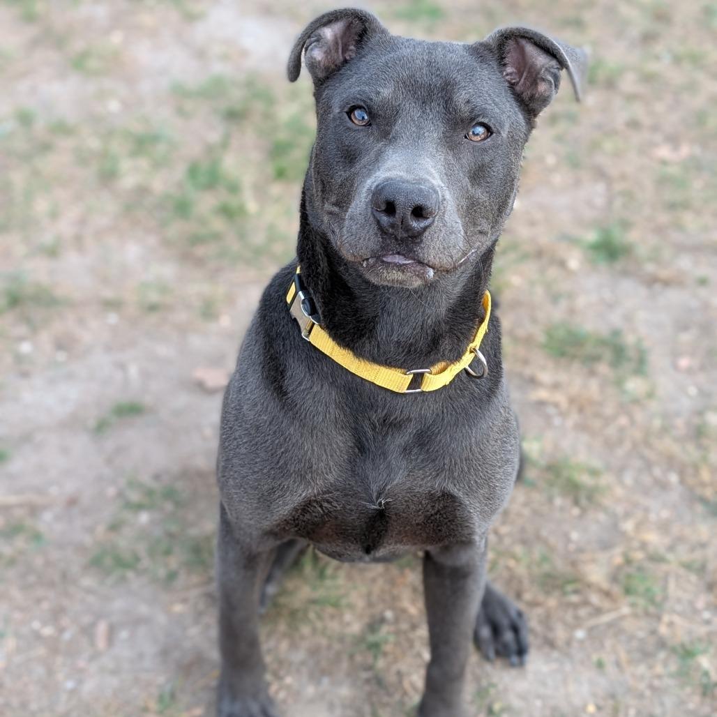 Enlarge Butch, a Adoptable mixed breed in Buchanan Dam, TX image 3/5