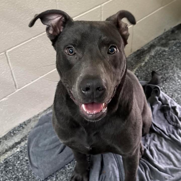 Enlarge Butch, a Adoptable mixed breed in Buchanan Dam, TX image 4/5