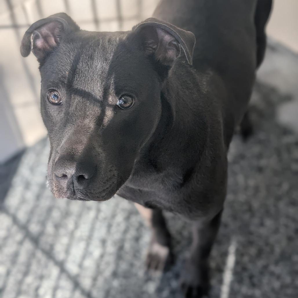 Enlarge Butch, a Adoptable mixed breed in Buchanan Dam, TX image 5/5