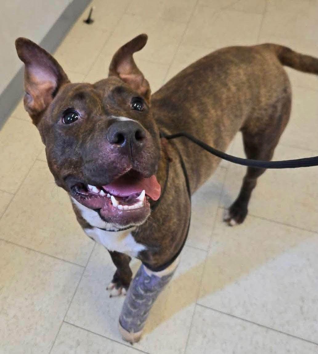 Enlarge Elle, a ADOPTABLE mixed breed in Jackson , NJ image 5/5