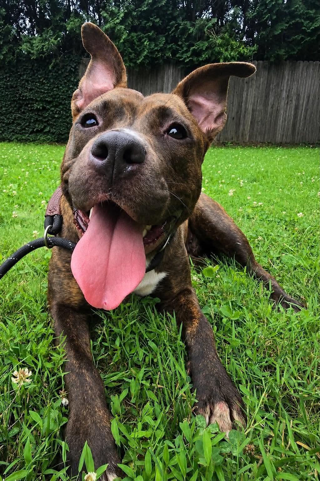 Enlarge Elle, a ADOPTABLE mixed breed in Jackson , NJ image 1/5