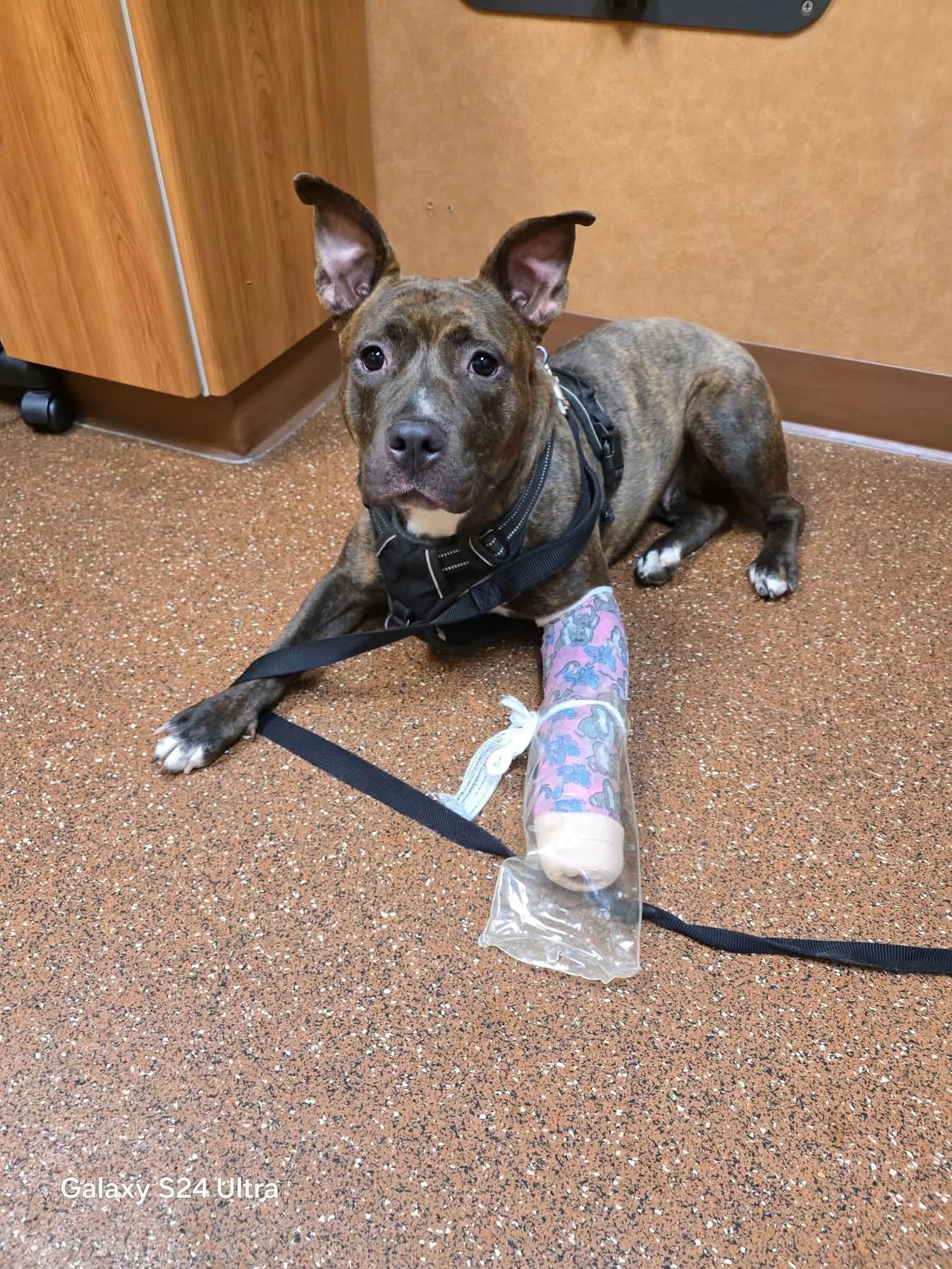 Enlarge Elle, a ADOPTABLE mixed breed in Jackson , NJ image 4/5