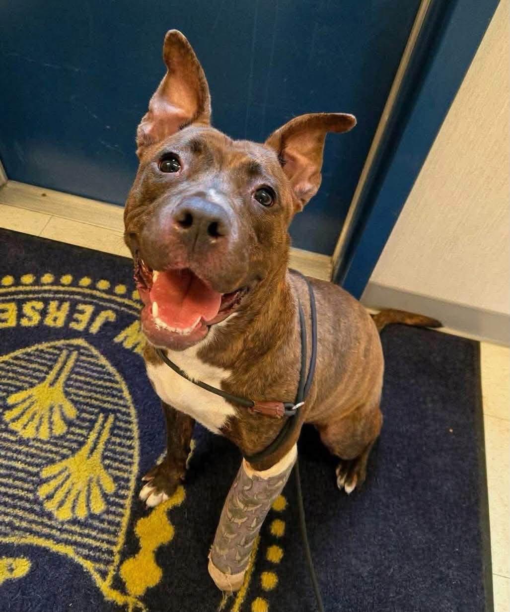 Enlarge Elle, a ADOPTABLE mixed breed in Jackson , NJ image 2/5