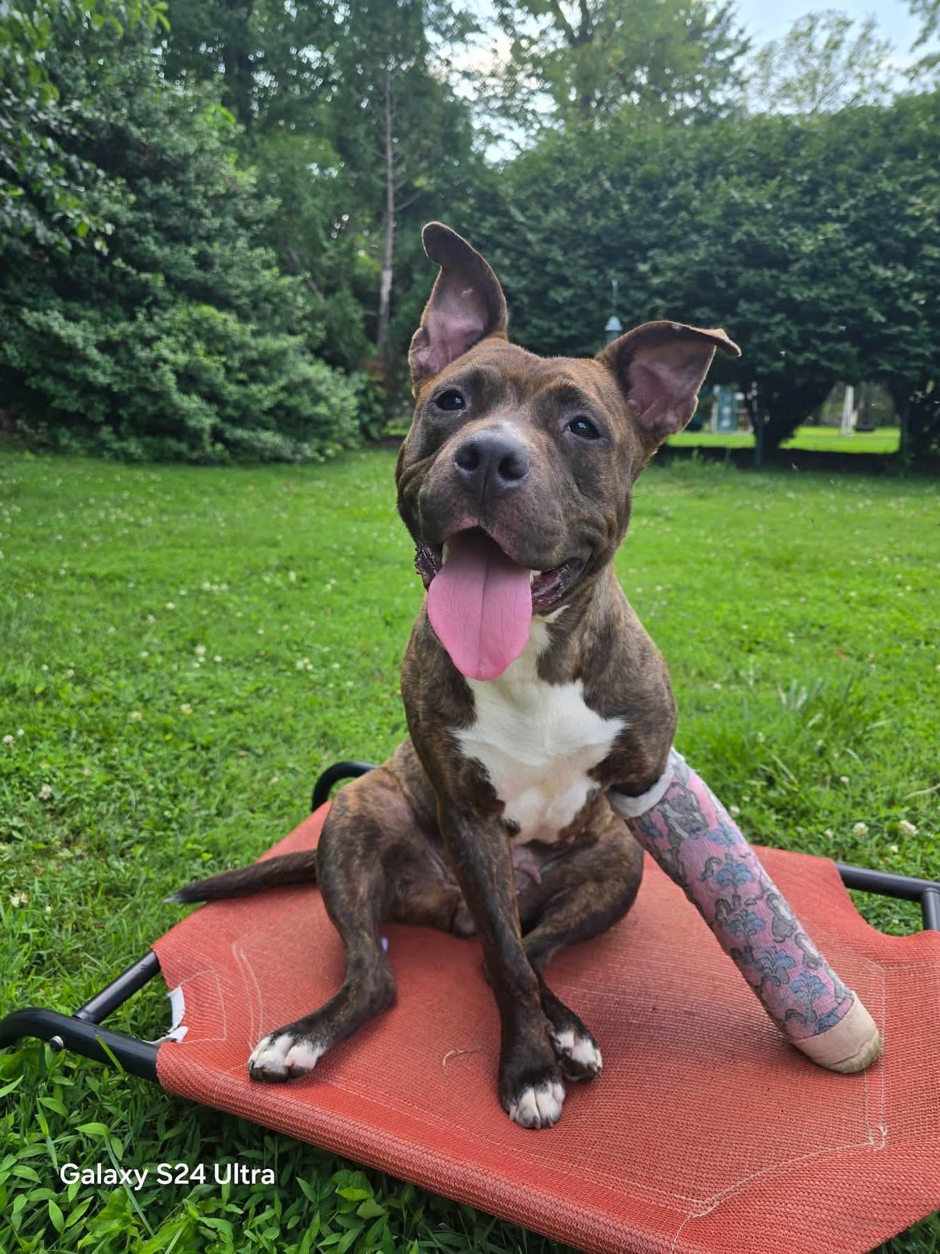 Enlarge Elle, a ADOPTABLE mixed breed in Jackson , NJ image 3/5