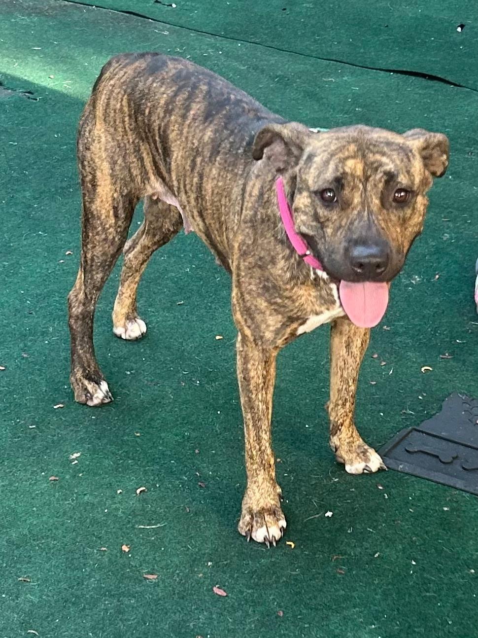 Enlarge Summer, a ADOPTABLE mixed breed in Lake Worth, FL image 3/6
