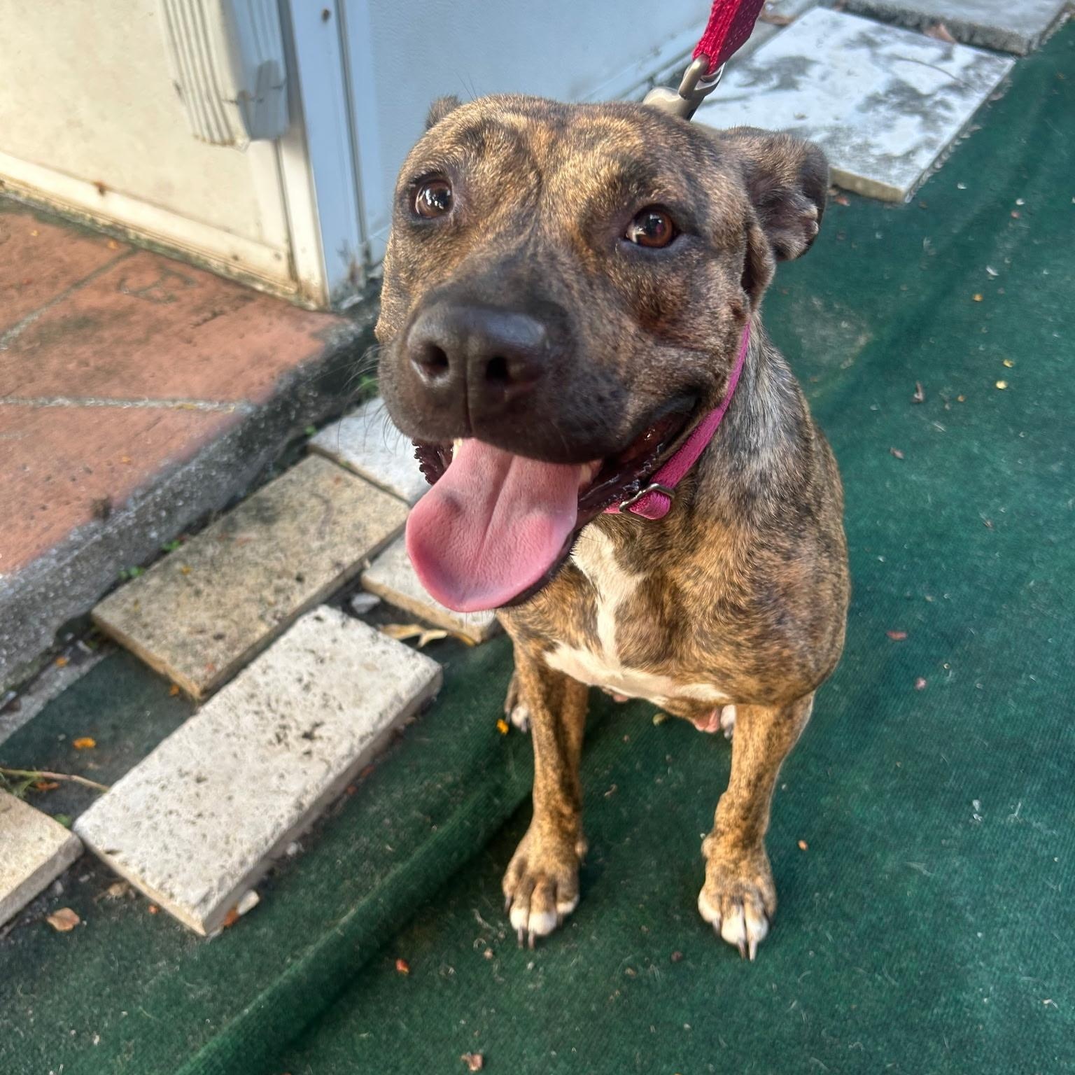 Summer, ADOPTABLE, Young Female Plott Hound.