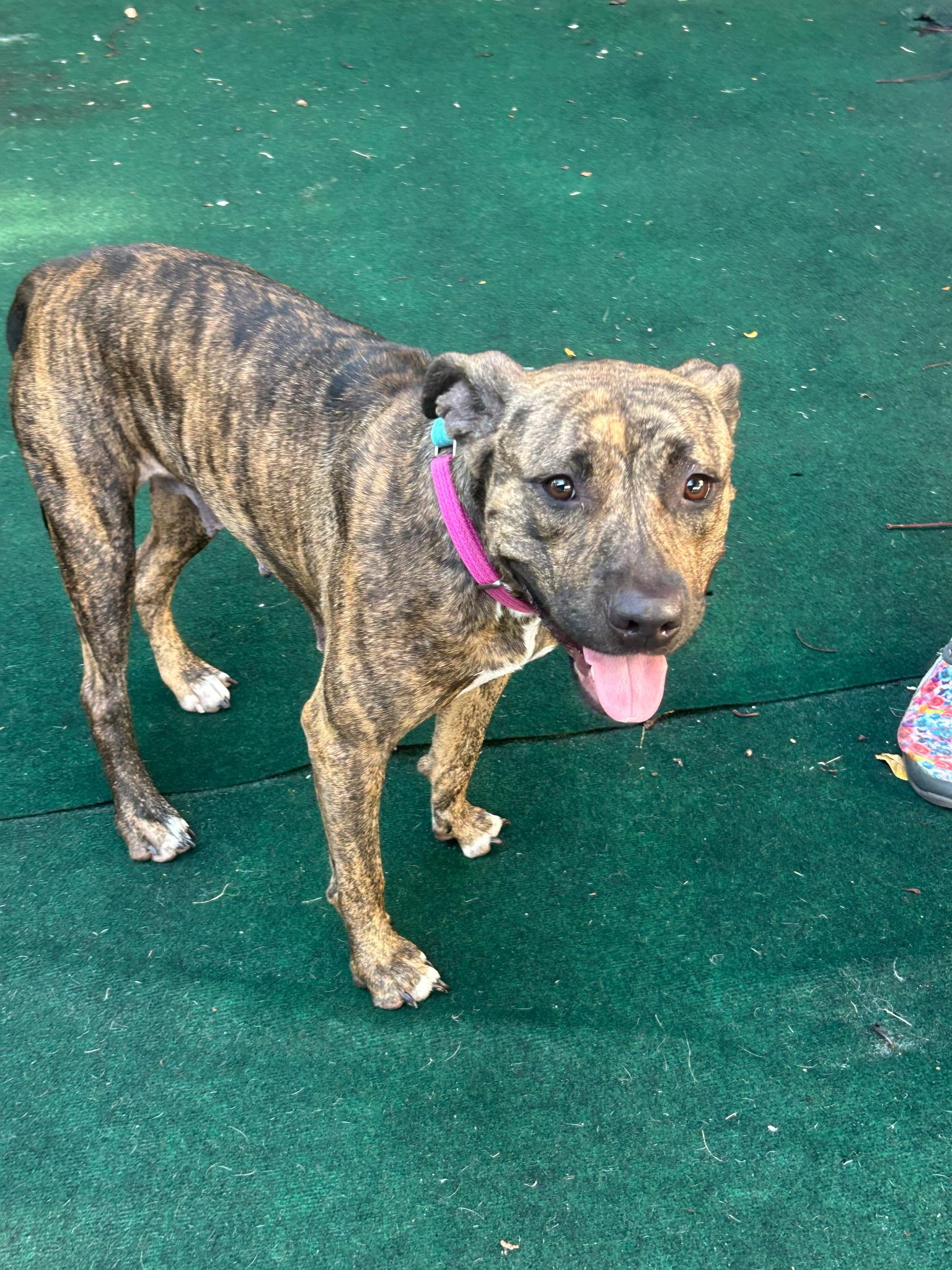 Enlarge Summer, a ADOPTABLE mixed breed in Lake Worth, FL image 4/6