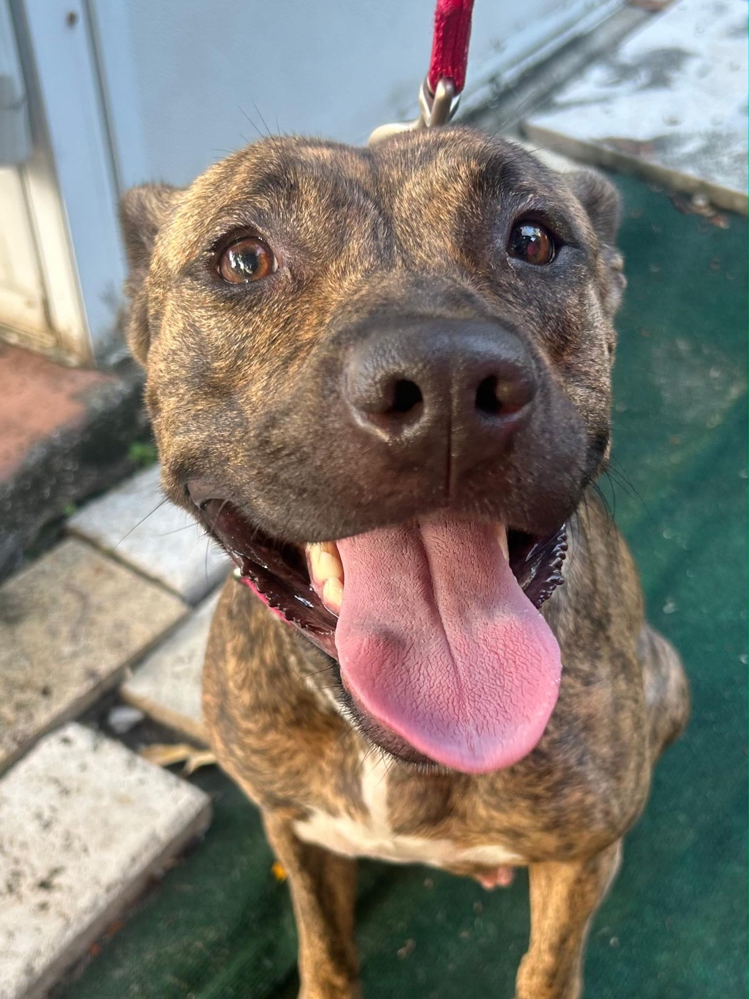 Enlarge Summer, a ADOPTABLE mixed breed in Lake Worth, FL image 2/6