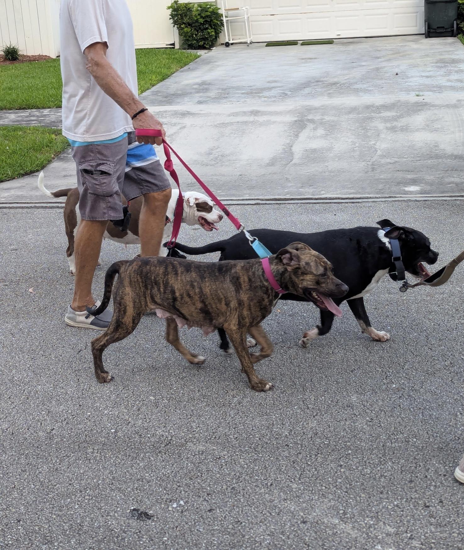Enlarge Summer, a ADOPTABLE mixed breed in Lake Worth, FL image 6/6