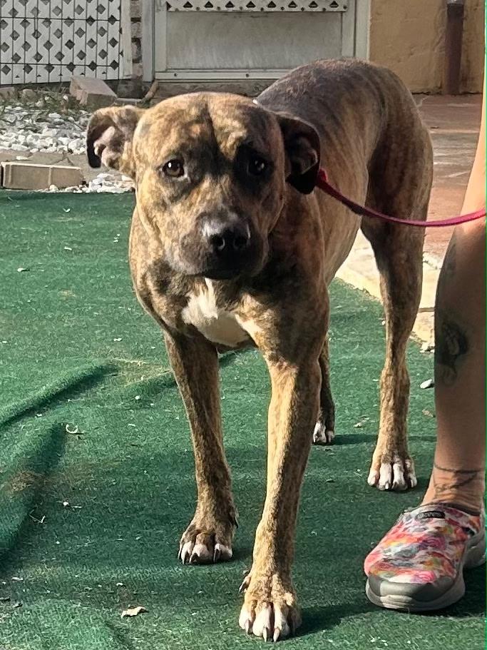 Enlarge Summer, a ADOPTABLE mixed breed in Lake Worth, FL image 5/6
