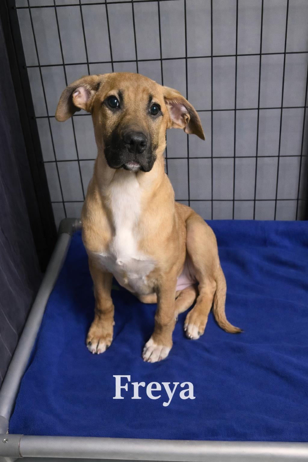 Freya, ADOPTABLE, Puppy Male Shepherd.