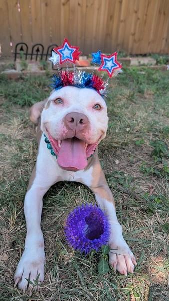 JAILYN, Adoptable, Young Female Pit Bull Terrier.