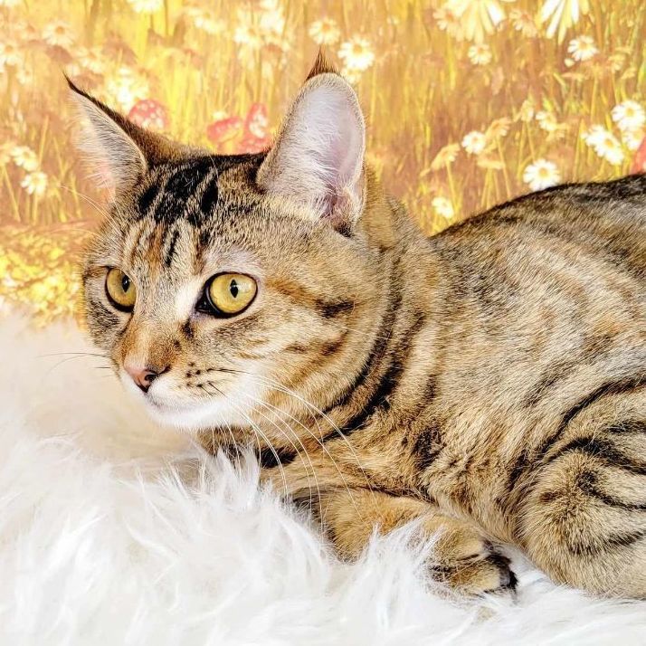 Enlarge Davina, a Adoptable mixed breed in Greensburg, PA image 1/6