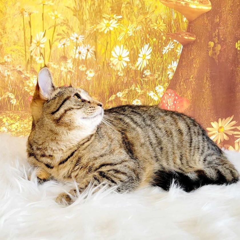 Enlarge Davina, a Adoptable mixed breed in Greensburg, PA image 4/6