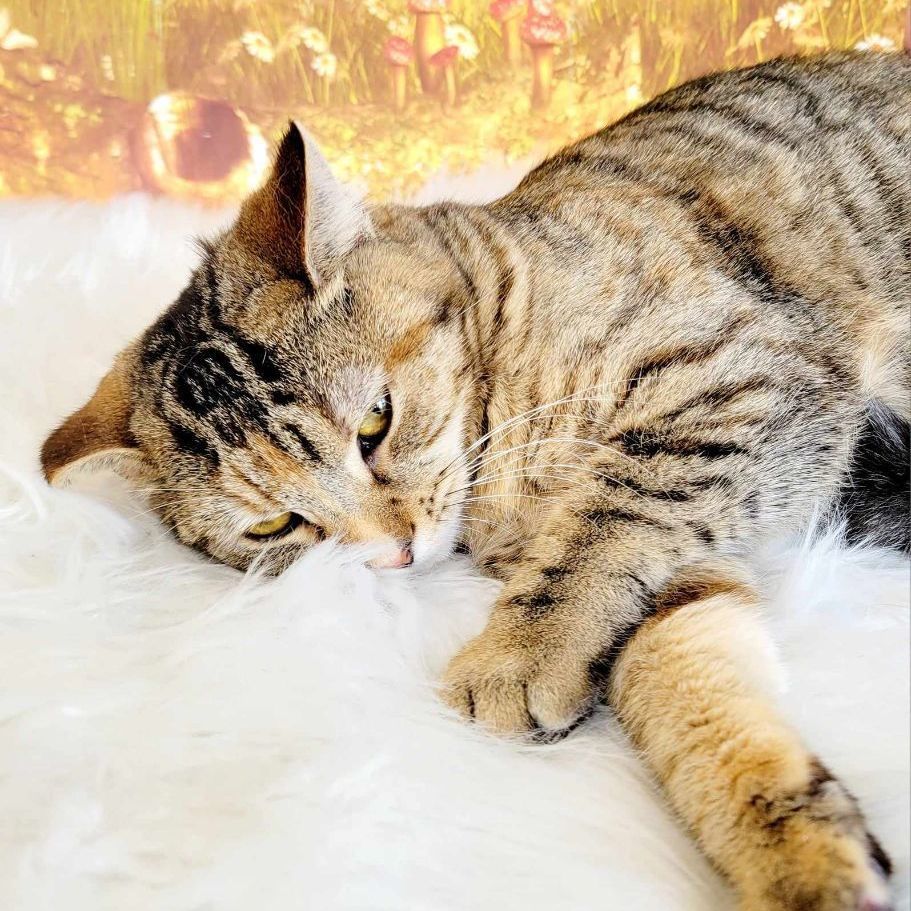 Enlarge Davina, a Adoptable mixed breed in Greensburg, PA image 5/6