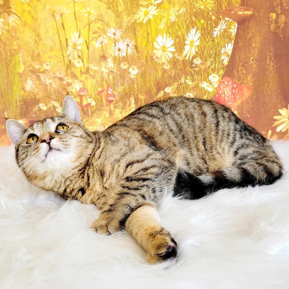 Enlarge Davina, a Adoptable mixed breed in Greensburg, PA image 6/6