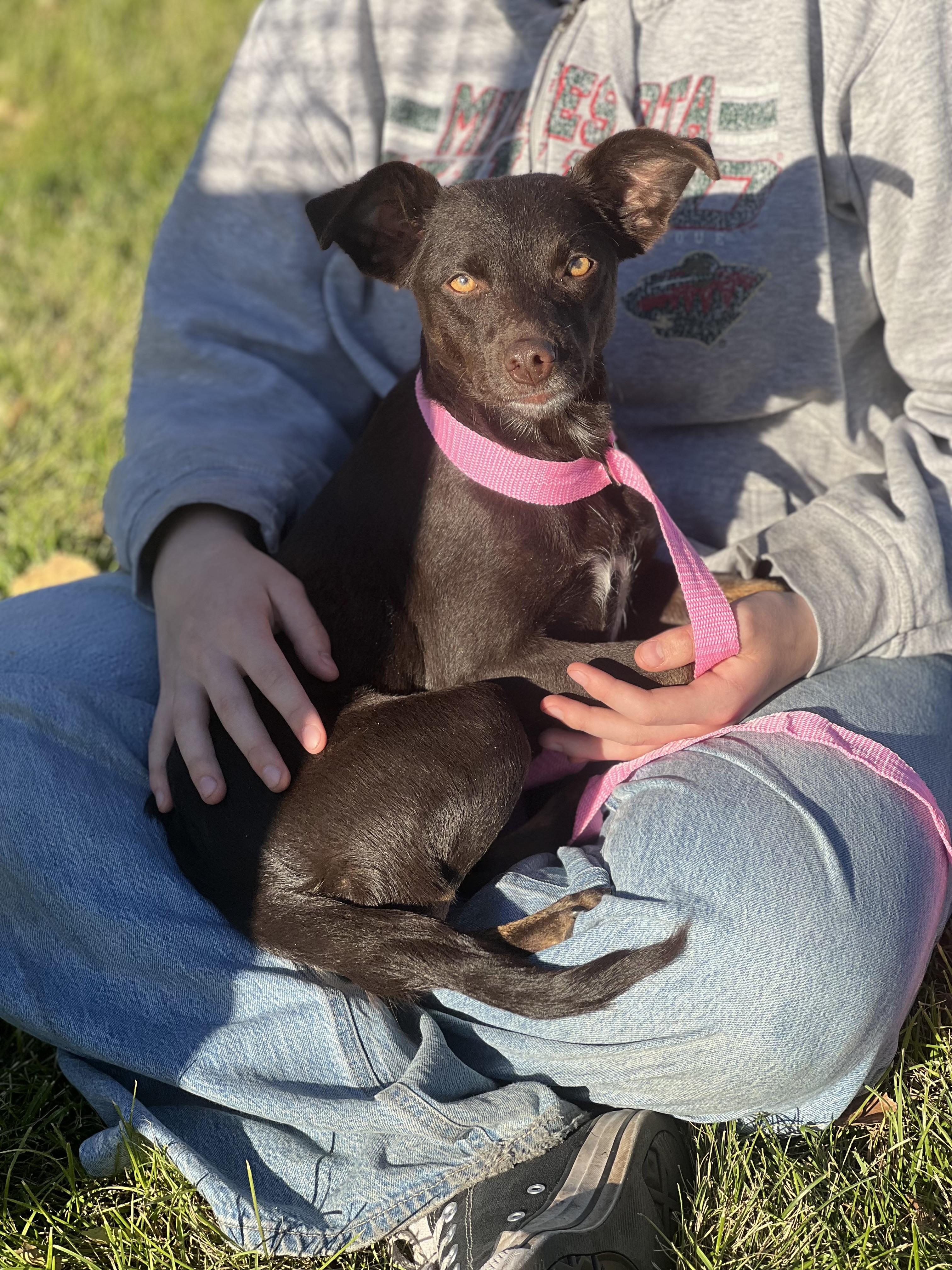 Twiggy, Adopted, Young Female Chihuahua & Mixed Breed.