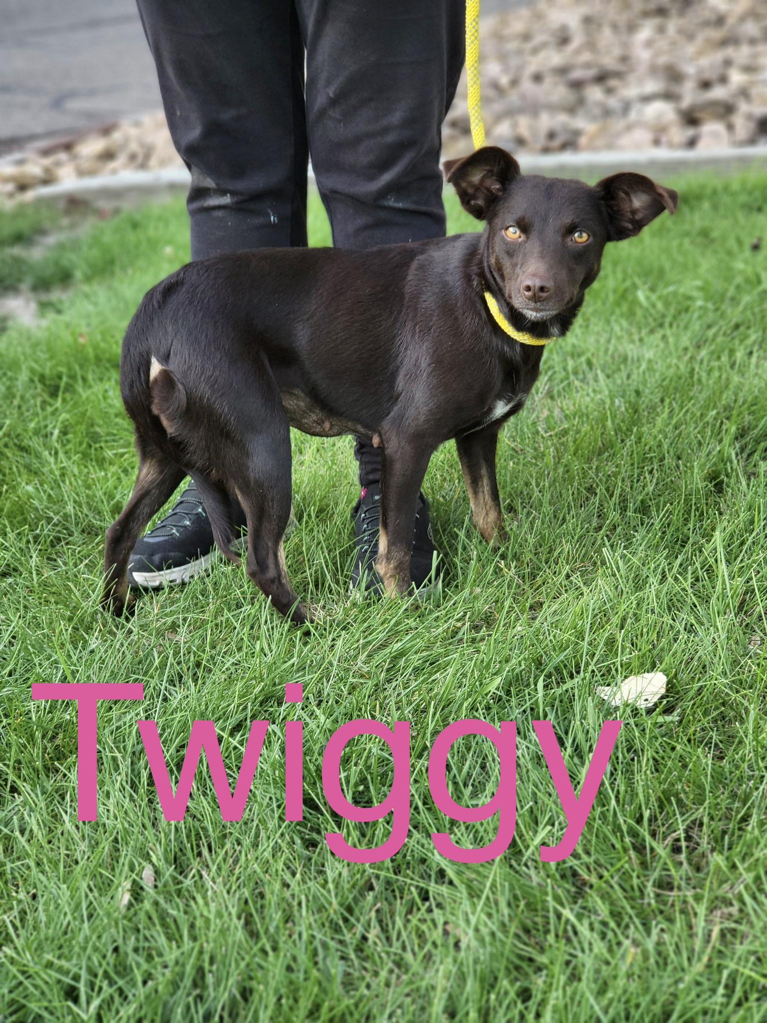 Enlarge Twiggy, a Adopted mixed breed in Zimmerman, MN image 2/5