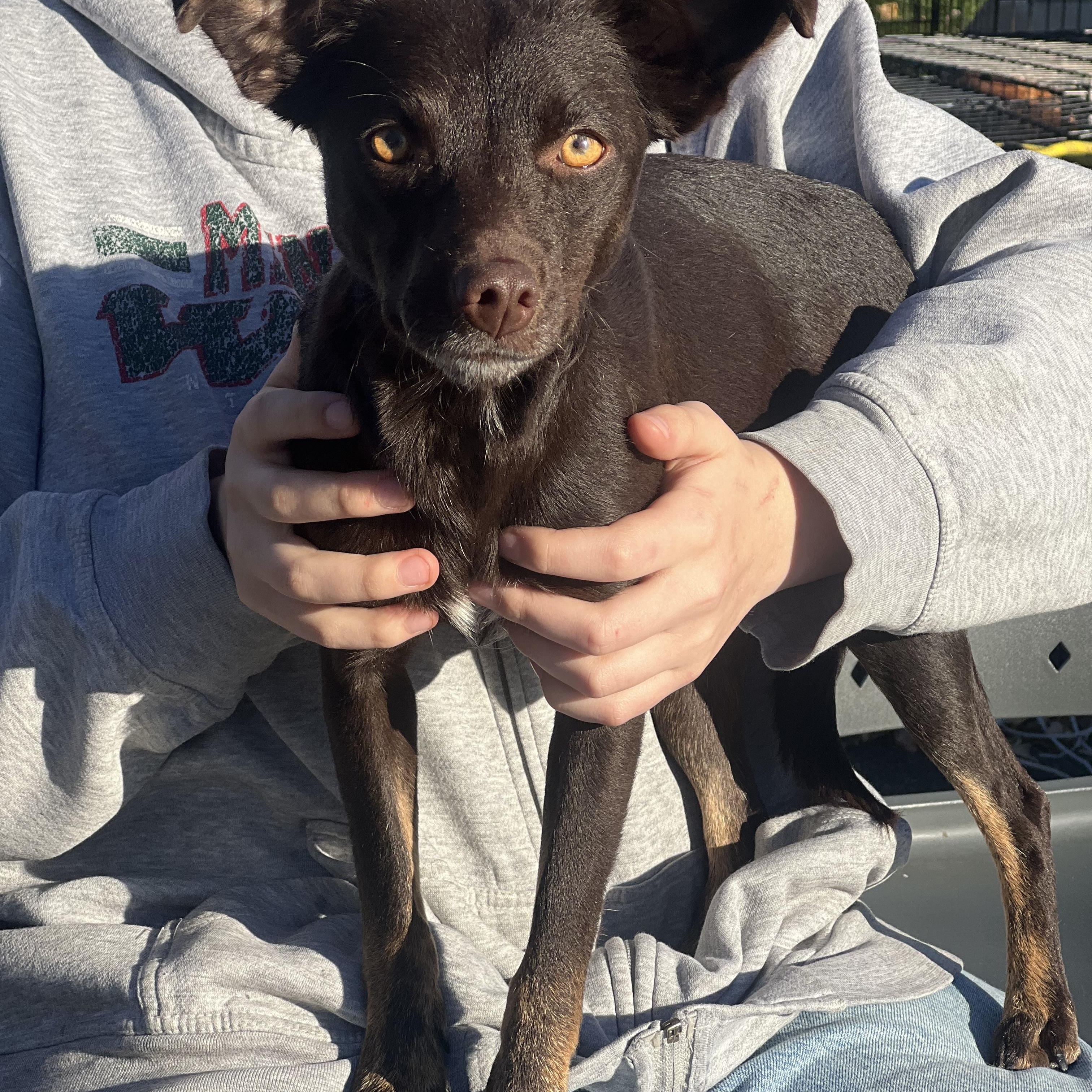 Enlarge Twiggy, a Adopted mixed breed in Zimmerman, MN image 3/5