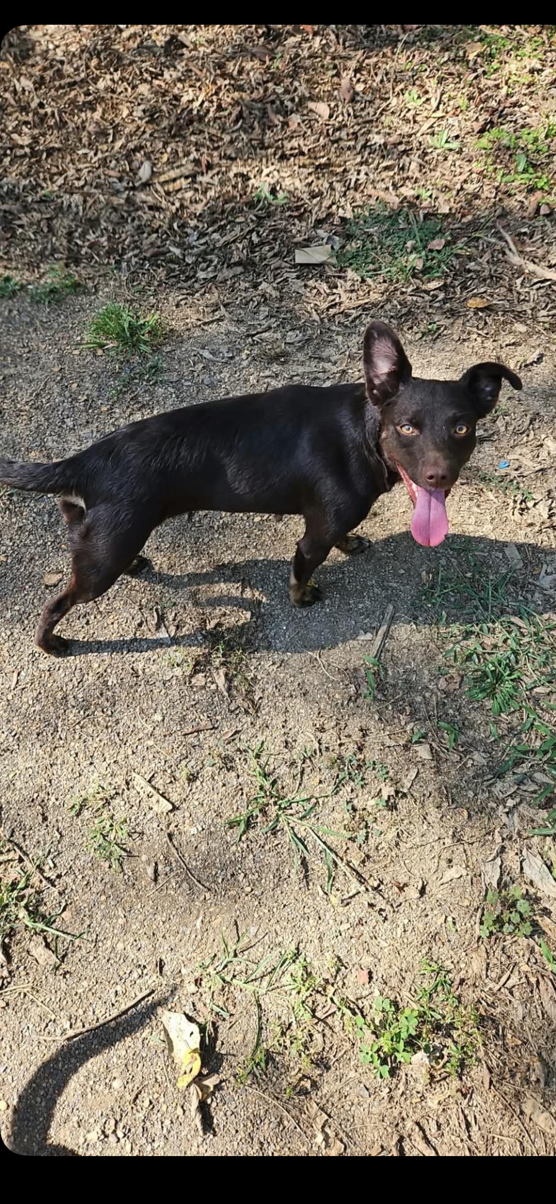 Enlarge Twiggy, a Adopted mixed breed in Zimmerman, MN image 5/5