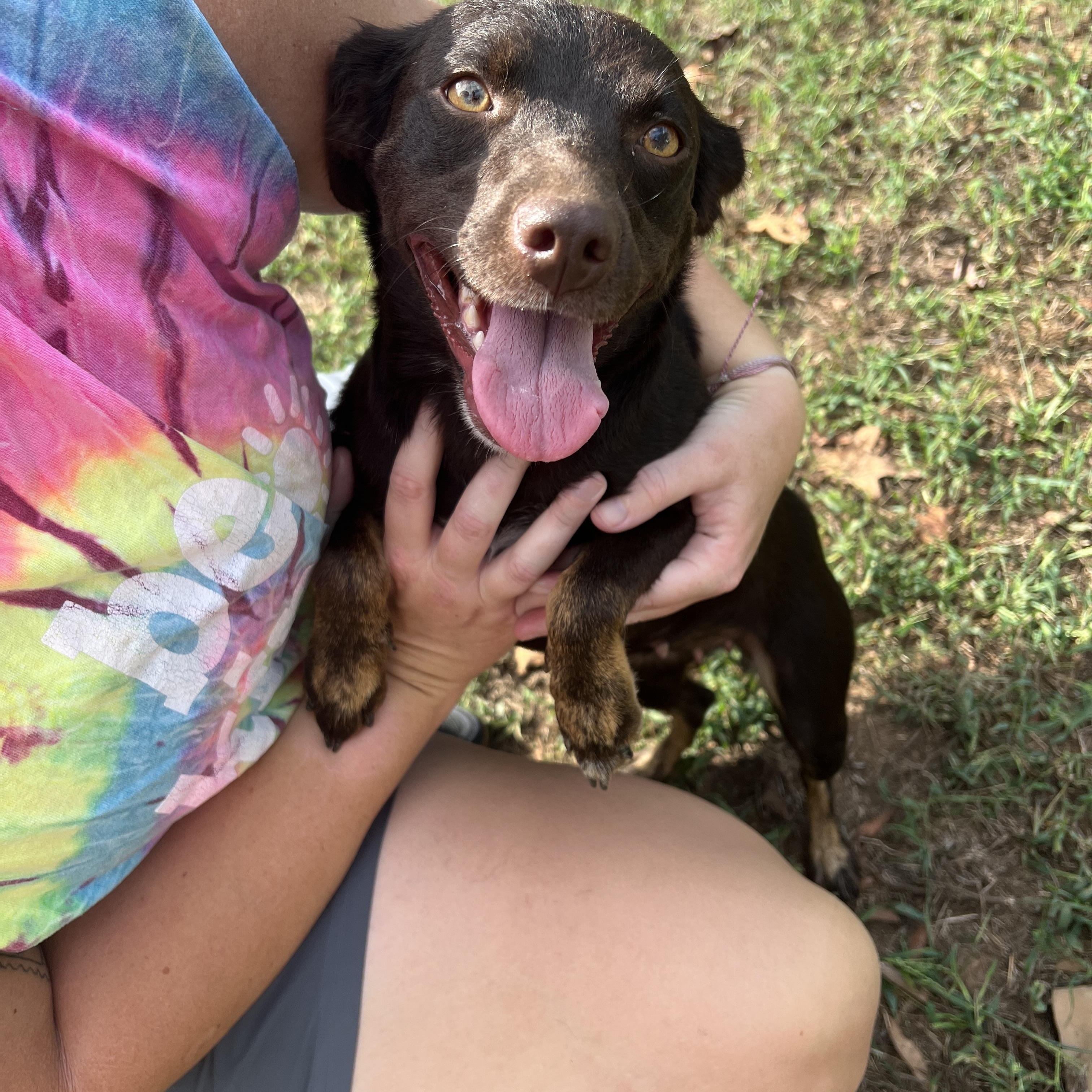 Enlarge Twiggy, a Adopted mixed breed in Zimmerman, MN image 4/5