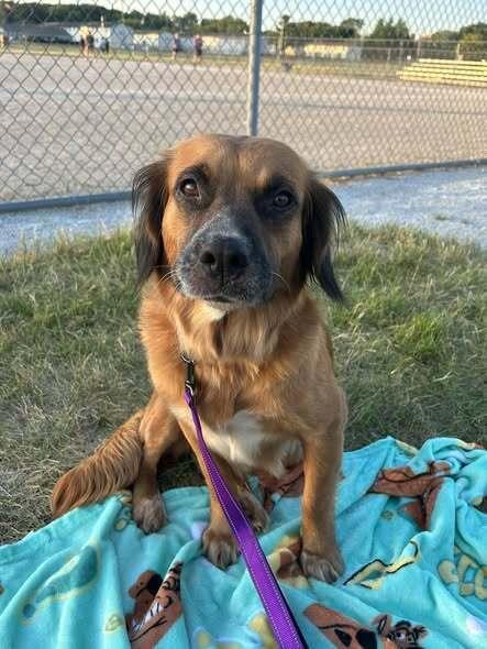 Alani (26-106 D), a Adoptable mixed breed in Lansing, MI image 2/6