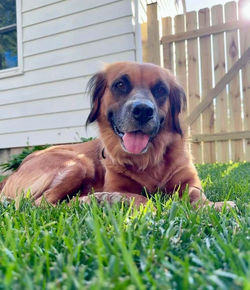 Alani (26-106 D), a Adoptable mixed breed in Lansing, MI image 3/6