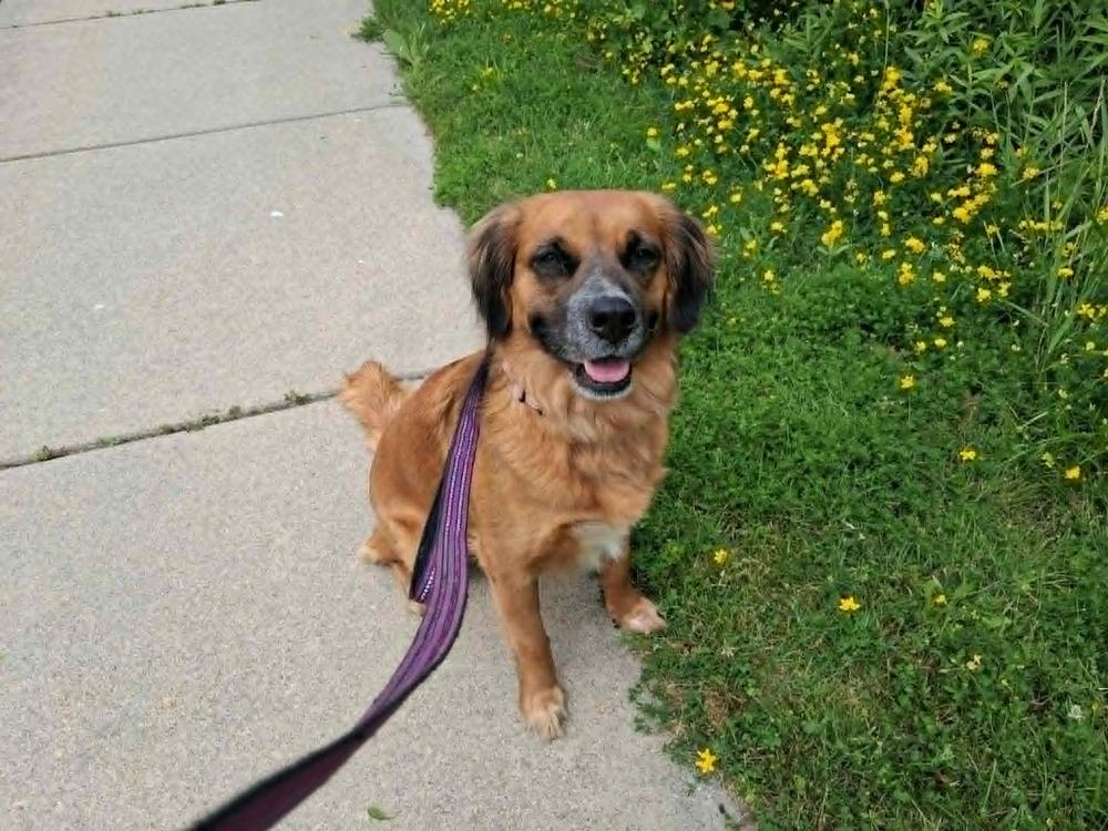 Alani (26-106 D), a Adoptable mixed breed in Lansing, MI image 4/6