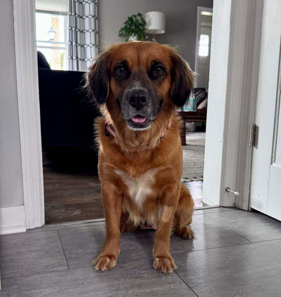 Alani (26-106 D), a Adoptable mixed breed in Lansing, MI image 5/6