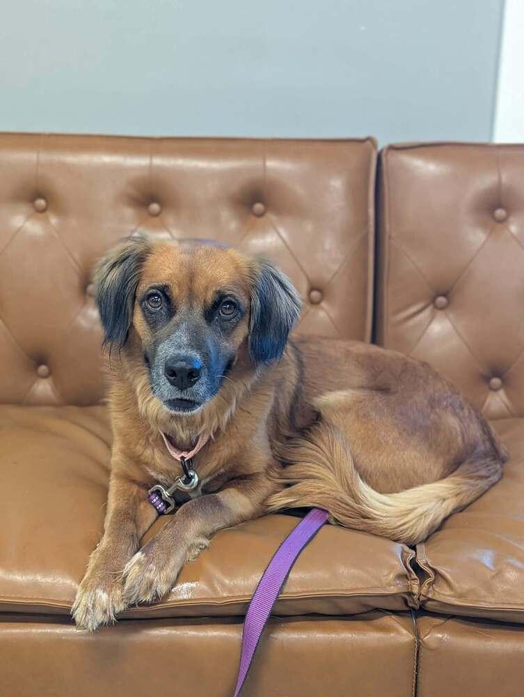 Alani (26-106 D), a Adoptable mixed breed in Lansing, MI image 6/6