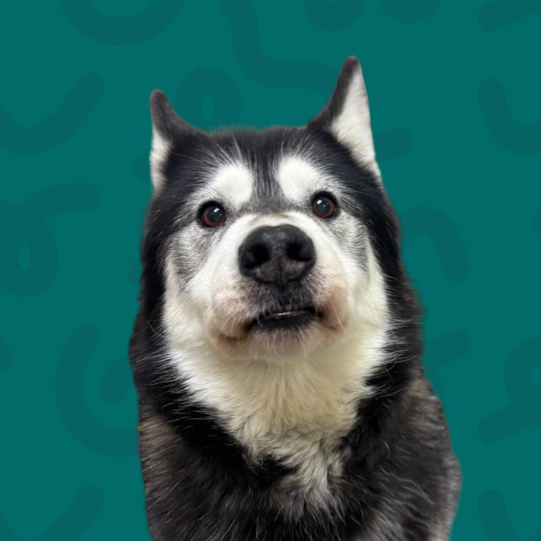 Dante, a Adoptable mixed breed in Reno, NV image 1/2