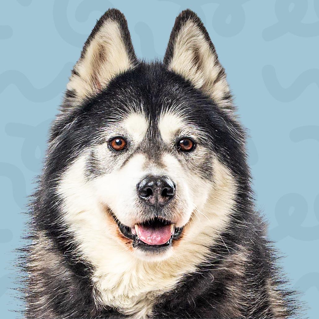 Dante, Adoptable, Senior Male Husky.