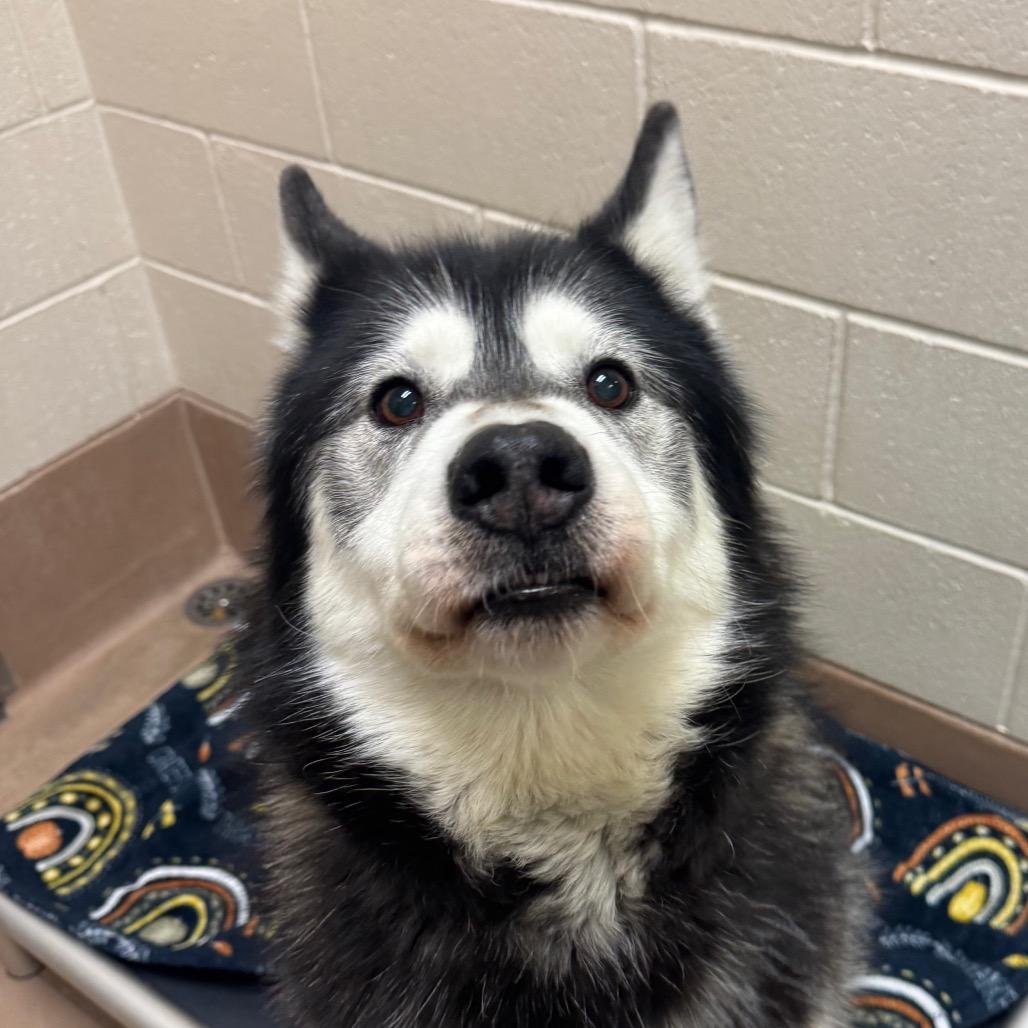 Dante, a Adoptable mixed breed in Reno, NV image 2/2