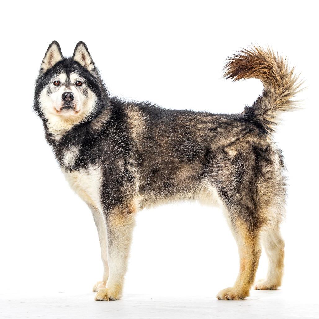 Enlarge Dante, a Adoptable mixed breed in Reno, NV image 2/3