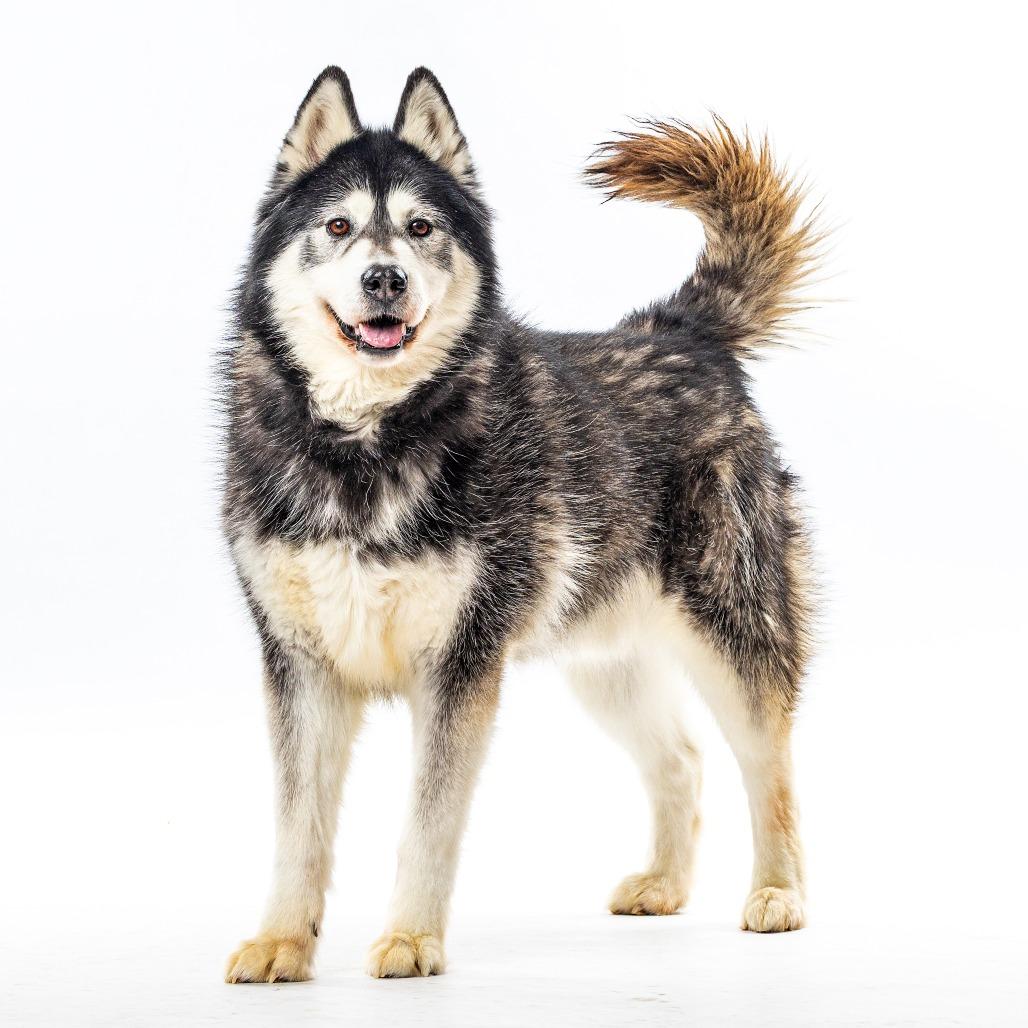 Enlarge Dante, a Adoptable mixed breed in Reno, NV image 3/3