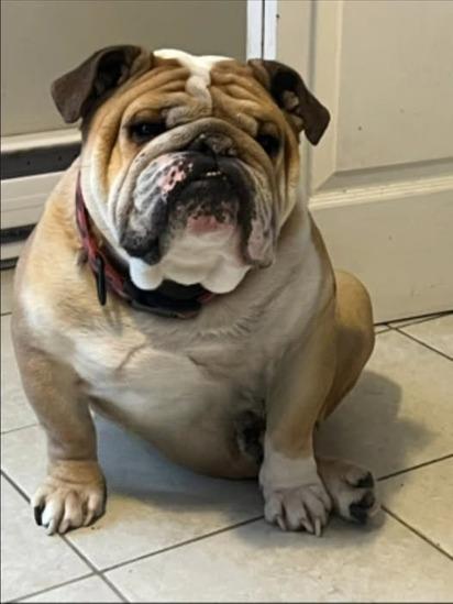 Pepsi, an adoptable English Bulldog in Minden, ON, K0M 2K0 | Photo Image 1