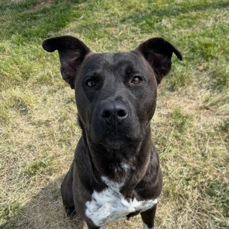 Outlaw, Adoptable, Young Male Mixed Breed.