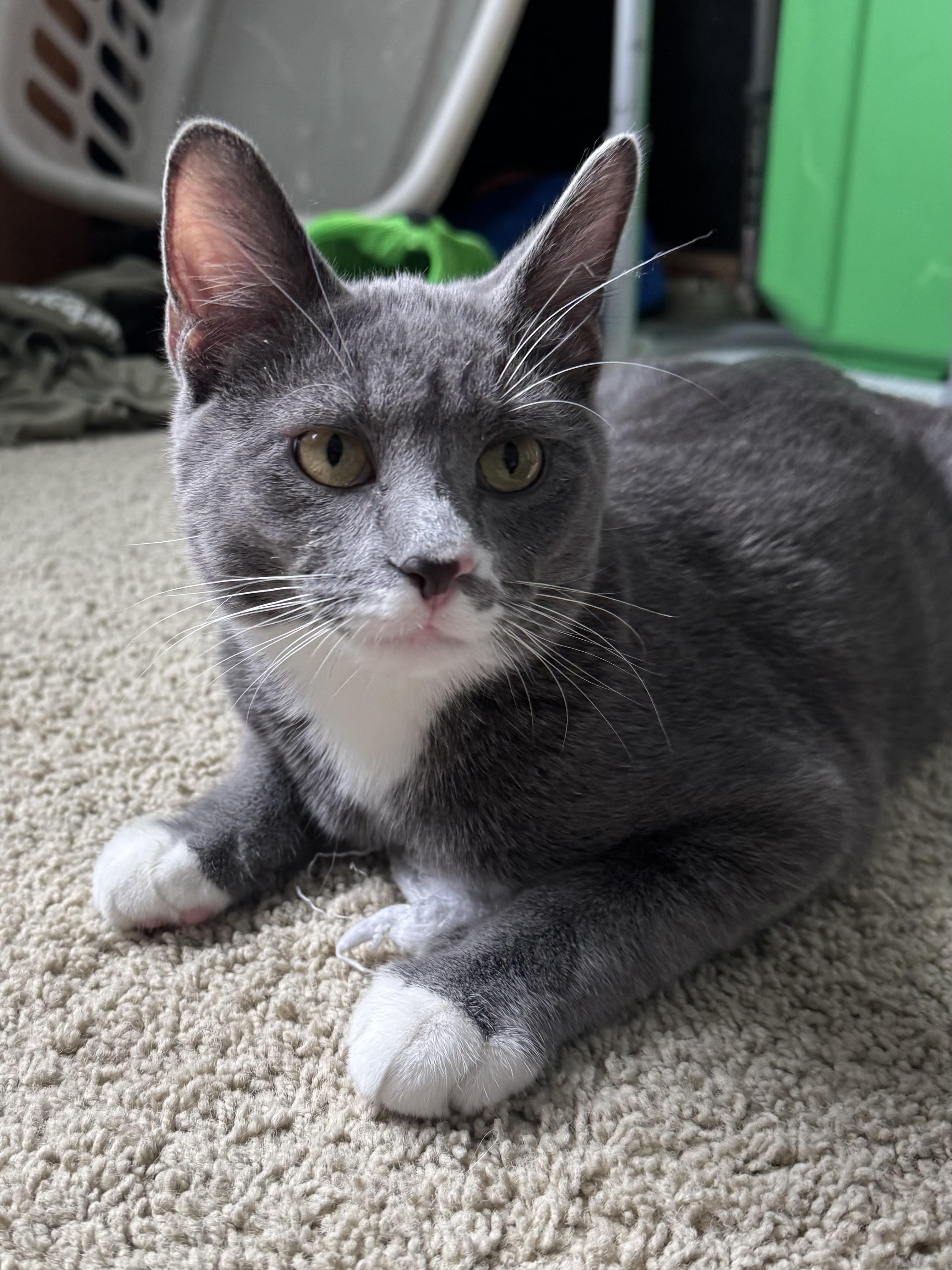 Jack, ADOPTABLE, Young Male Domestic Short Hair.