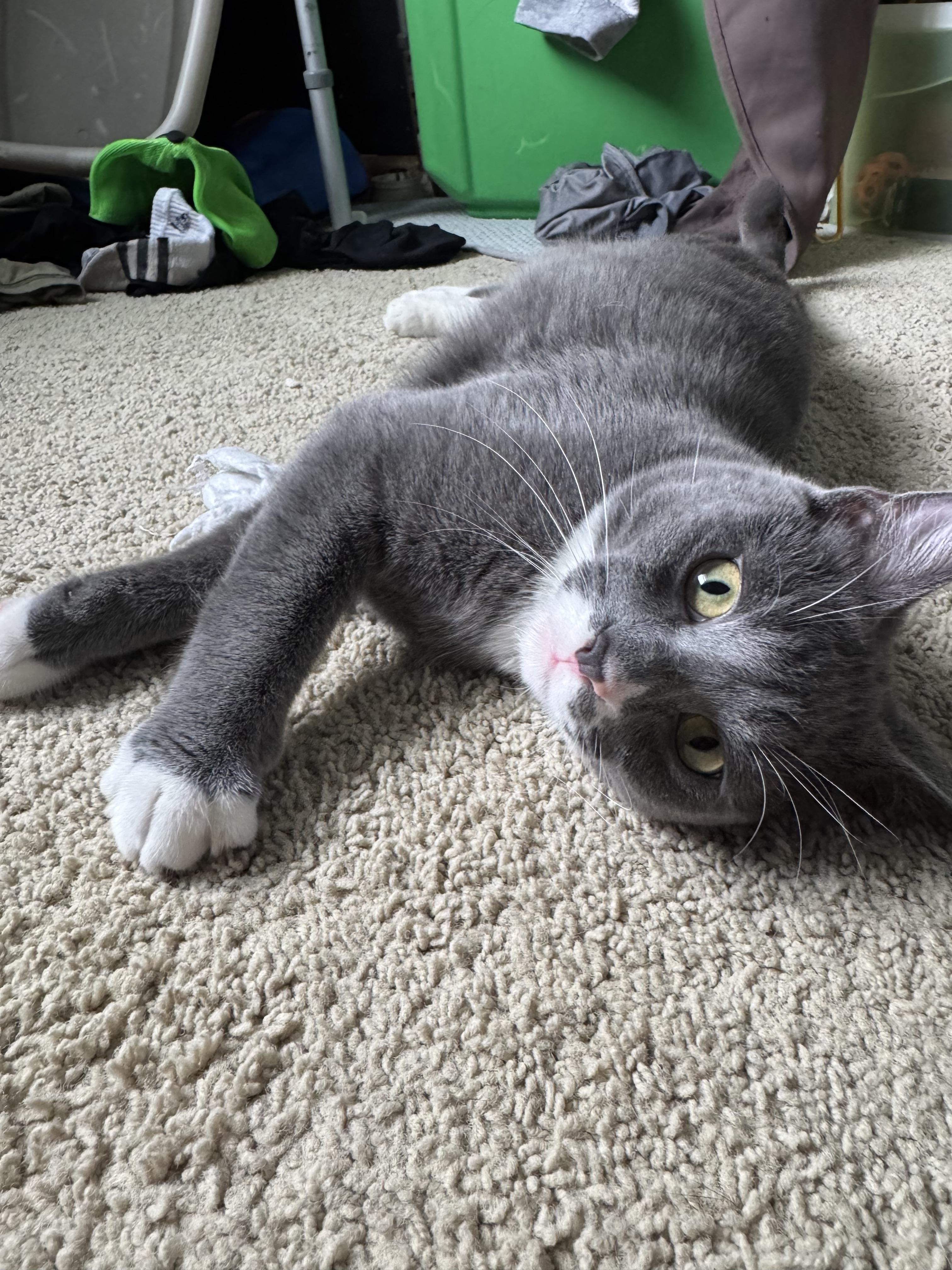 Jack, a ADOPTABLE Domestic Short Hair in Faribault , MN image 3/4